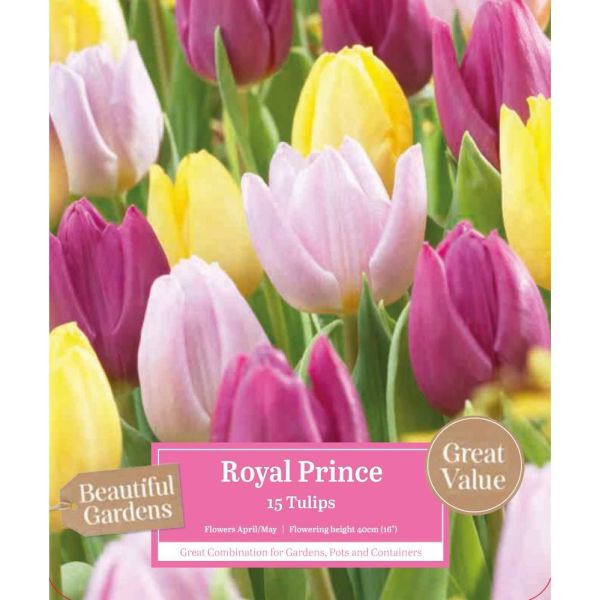 Tulip Royal Prince - 15 Bulbs